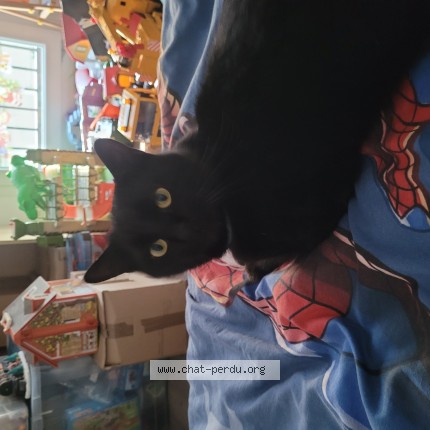 Photo of a cat found in Pont Du Chateau
