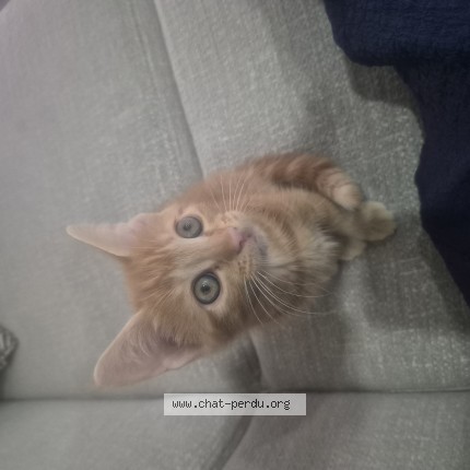Foto 1/1 saruban Kat vermist in Schaarbeek