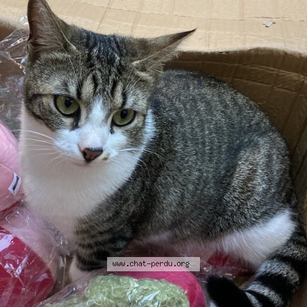 Photo of a cat found in Rennes