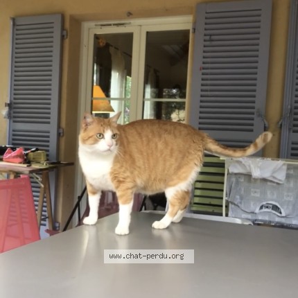 Photo of a cat found in Saint Julien Les Metz
