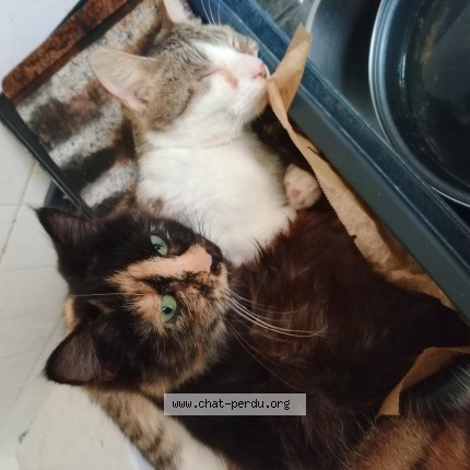 Photo of a cat found in Laon