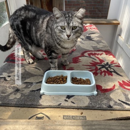 Photo 1/1 michat Cat lost in Montreal