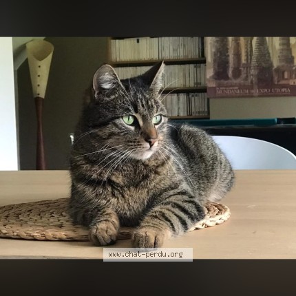 Foto 1/1 malo Kat vermist in Braine Le Chateau