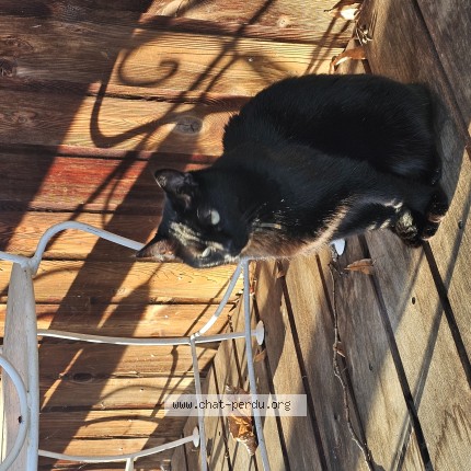 Photo of a cat found in Besancon