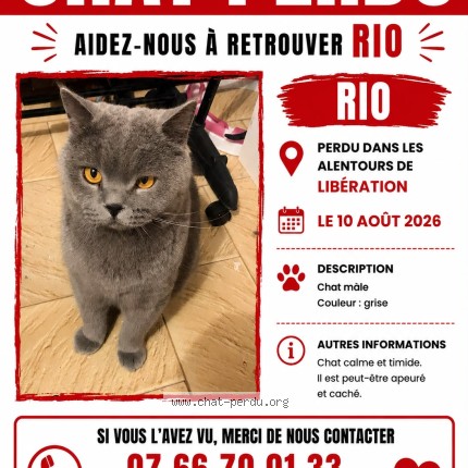 Photo of a cat found in Nice