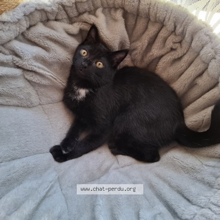 Photo of a cat found in Bonneville
