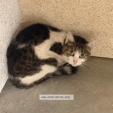 Foto 1/1 Kat gevonden Gevonden in Anderlecht