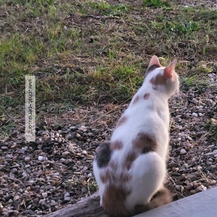 Photo of a cat found in Denat
