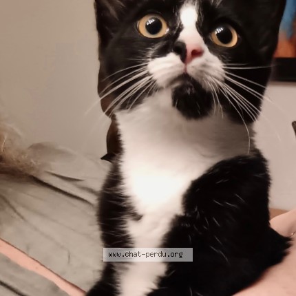 Foto di gatto ritrovato a Le Relecq Kerhuon