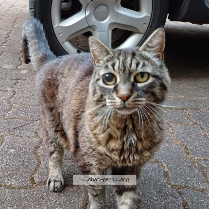 Photo of a cat found in Wolxheim