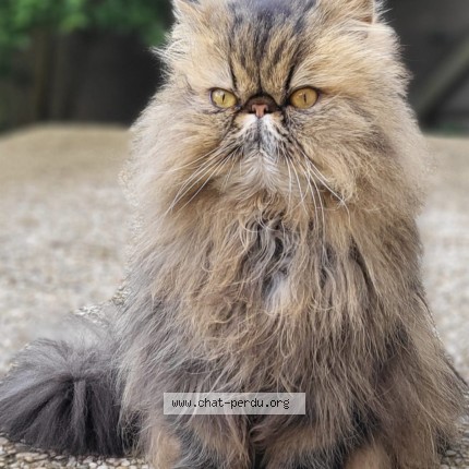 Photo of a cat found in Les Mureaux