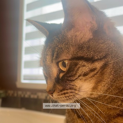 Photo 2/2 Loulou Cat lost in Quebec