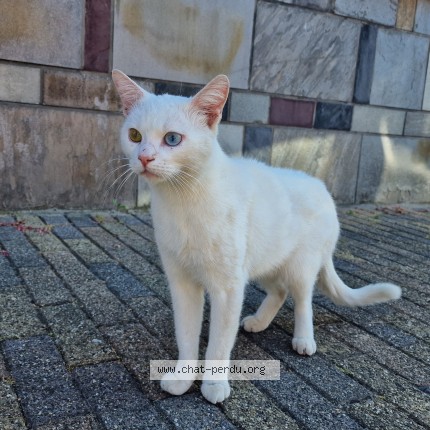 Foto 1/1 Kat gevonden Gevonden in Sint Pieters Leeuw