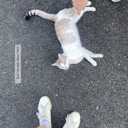Photo of a cat found in La Bastide Clairence