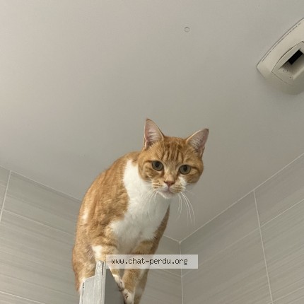 Photo of a cat found in Parempuyre