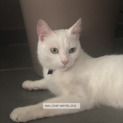 Photo of a cat found in Halle