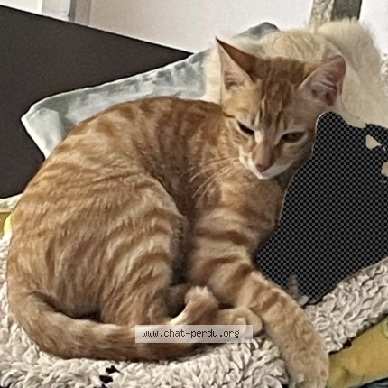 Photo of a cat found in Asson