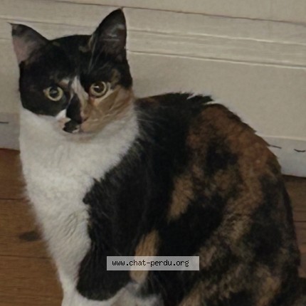Foto 1/1 Vovo Kat vermist in Liege