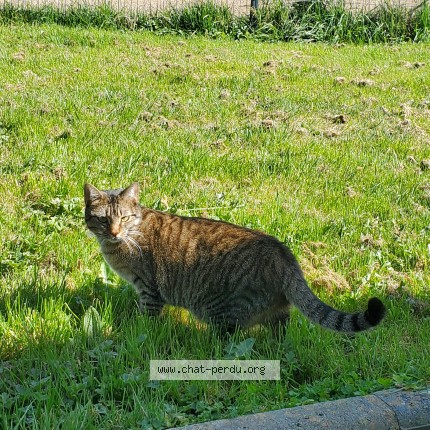 Photo of a cat found in Thiouville