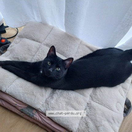 Foto 1/1 Tcha&iuml;ko Kat vermist in Watermael Boitsfort