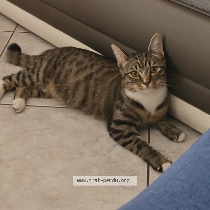 Photo of a cat found in Villeurbanne