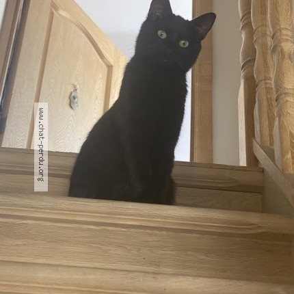 Foto 1/1 bitume Kat vermist in Jette