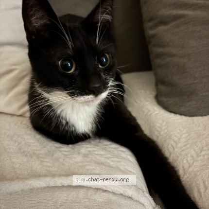 Photo of a cat found in Tassin La Demi Lune