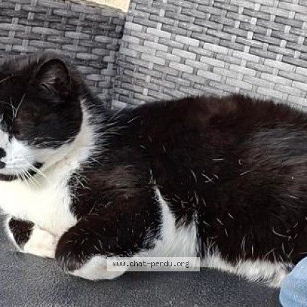 Photo of a cat found in Heauville
