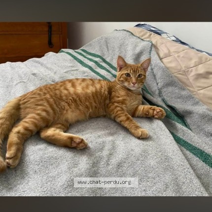 Photo 1/1 Ti-G&acirc; Cat lost in Mont Blanc