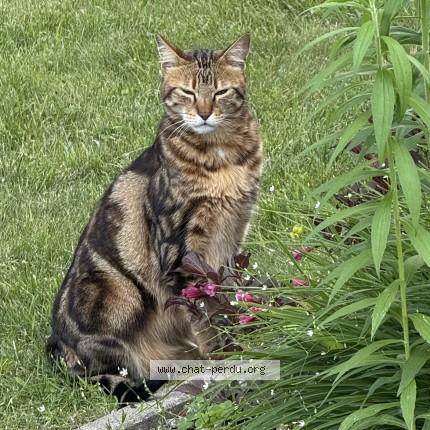 Photo 1/1 arturo Cat lost in Terrebonne