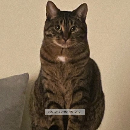 Photo 1/1 Minou Cat lost in Repentigny
