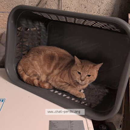 Photo of a cat found in Marseilles Les Aubigny