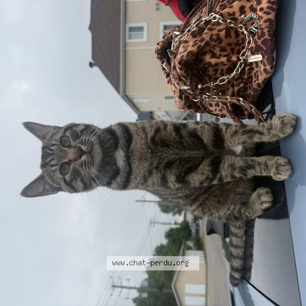 Photo 1/1 Chase Cat lost in Terrebonne