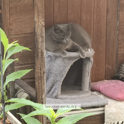 Photo of a cat found in Champigny Sur Marne