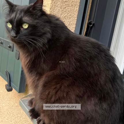 Photo of a cat found in Onet Le Chateau