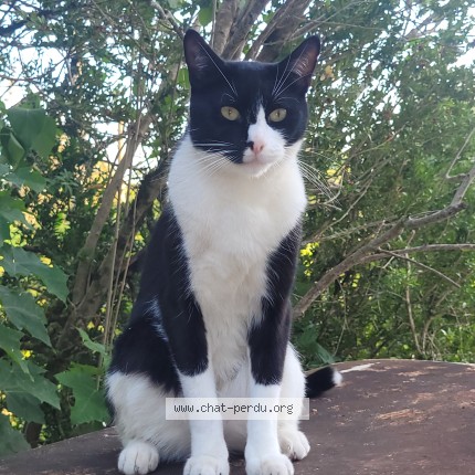 Photo of a cat found in Bossancourt