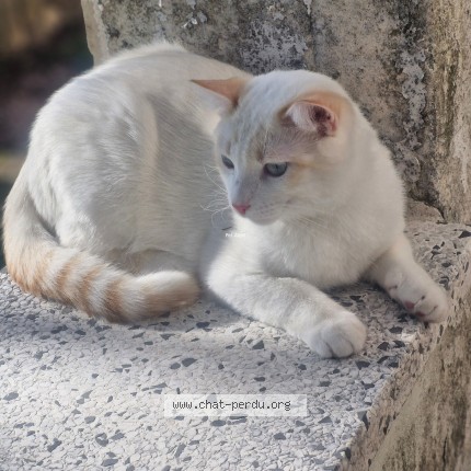 Photo of a cat found in Bagnols Sur Ceze