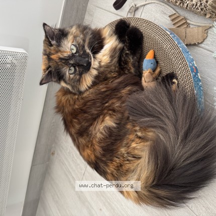 Photo of a cat found in Rennes