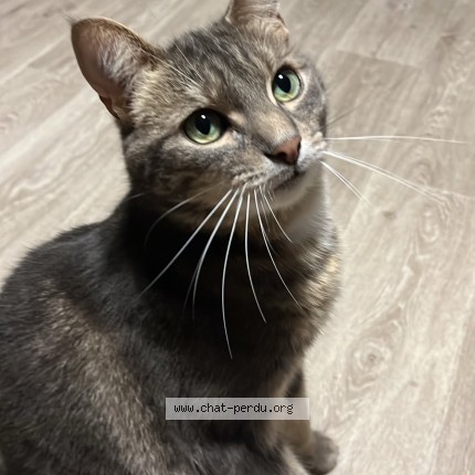 Photo of a cat found in Reims