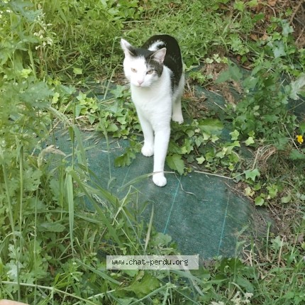 Photo of a cat found in Theix