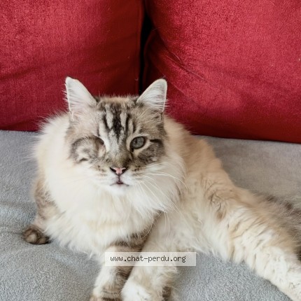 Photo of a cat found in Saint Pierre Du Mont