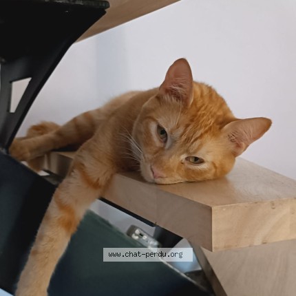 Photo of a cat found in Saint Meme Le Tenu