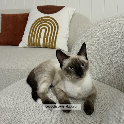 Foto 1/1 Mimiche Kat vermist in Jette