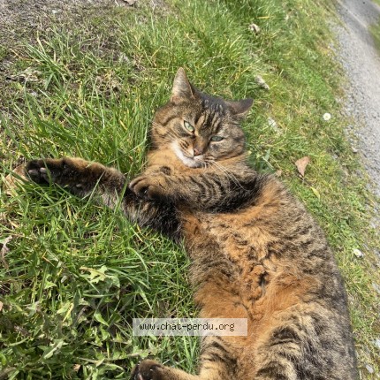 Photo of a cat found in Maignelay Montigny