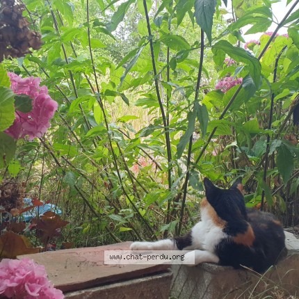 Photo of a cat found in Sagy