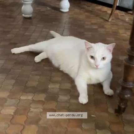 Photo of a cat found in Valognes