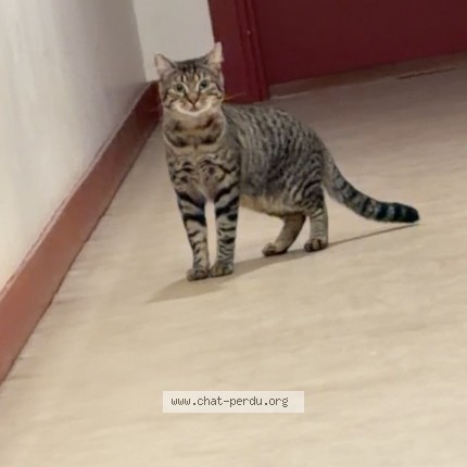 Photo of a cat found in Lorcy
