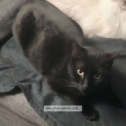 Photo of a cat found in Epernon