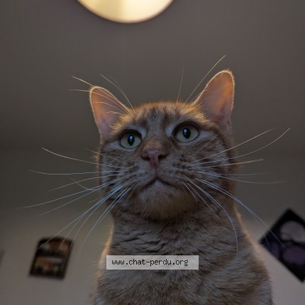 Foto einer wiedergefundenen Katze in Vielle Saint Girons