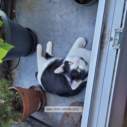 Photo of a cat found in La Celle